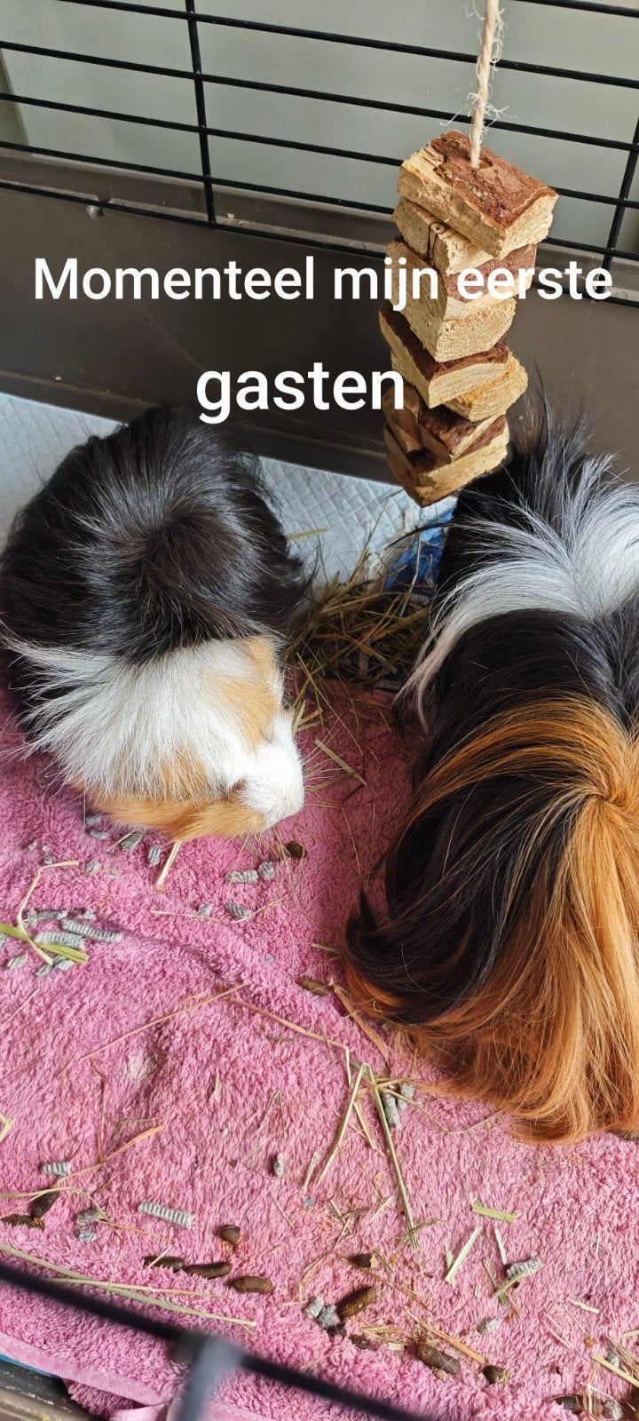 Liefdevolle en persoonlijke knaagdier-opvang in Meppel, Dieren en Toebehoren, Knaagdieren, Januari, Meerdere dieren, Overige typen