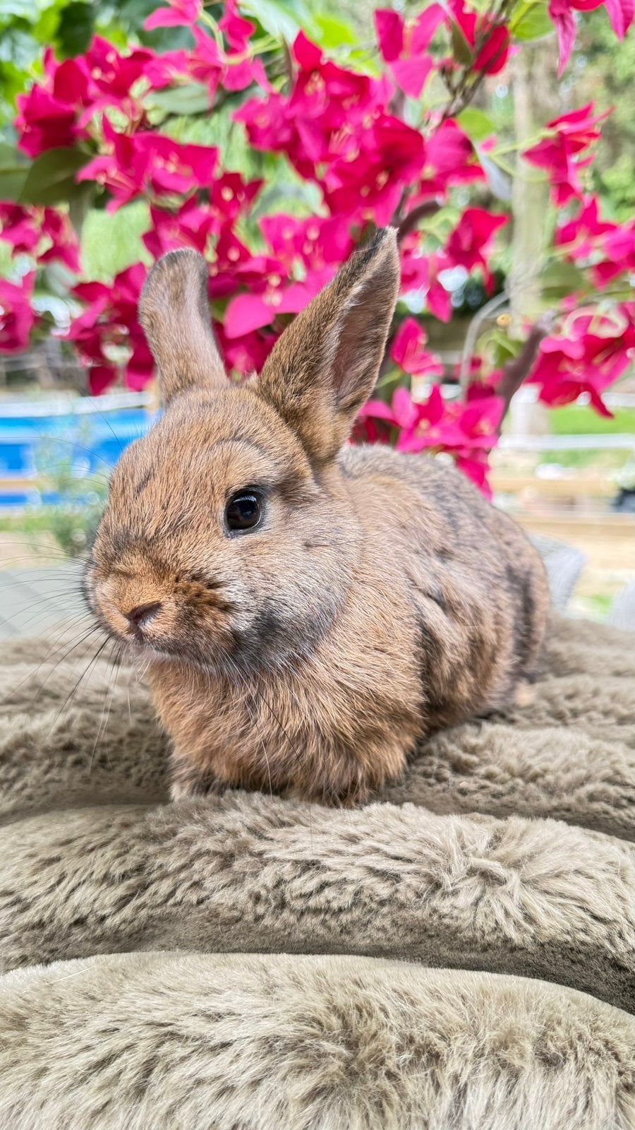 Deze lieverd mag verhuizen, voedster, Dieren en Toebehoren, Konijnen, Meerdere dieren
