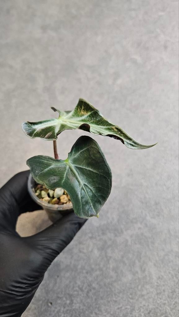 Alocasia Loco, Ophalen of Verzenden, Halfschaduw, Minder dan 100 cm