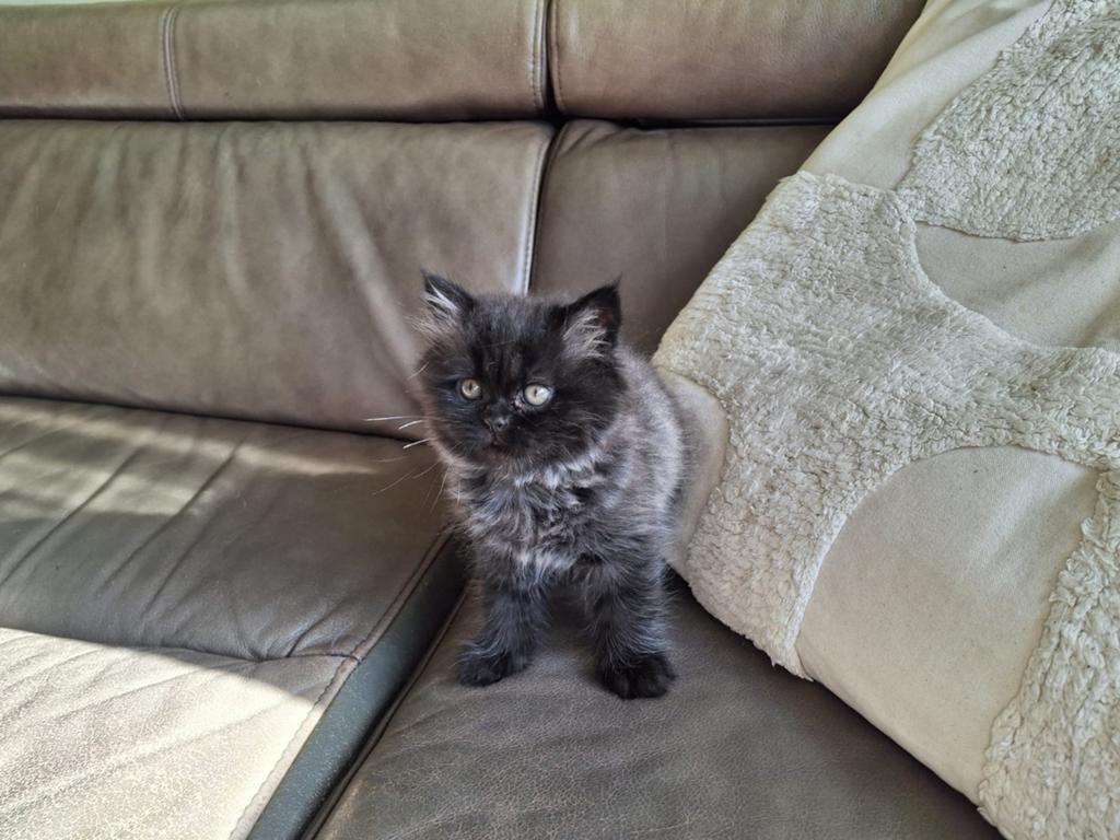 Prachtige britse korthaar kittens!!, Meerdere dieren, Ontwormd