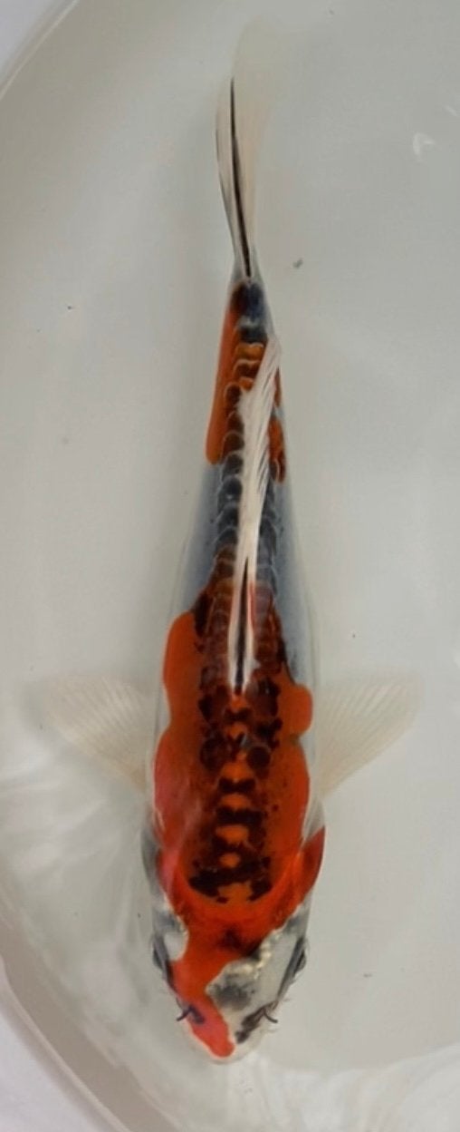japanse koi Ikarashi doitsu kujaku 20-25cm Tosai (1jaar), Karper of Koi