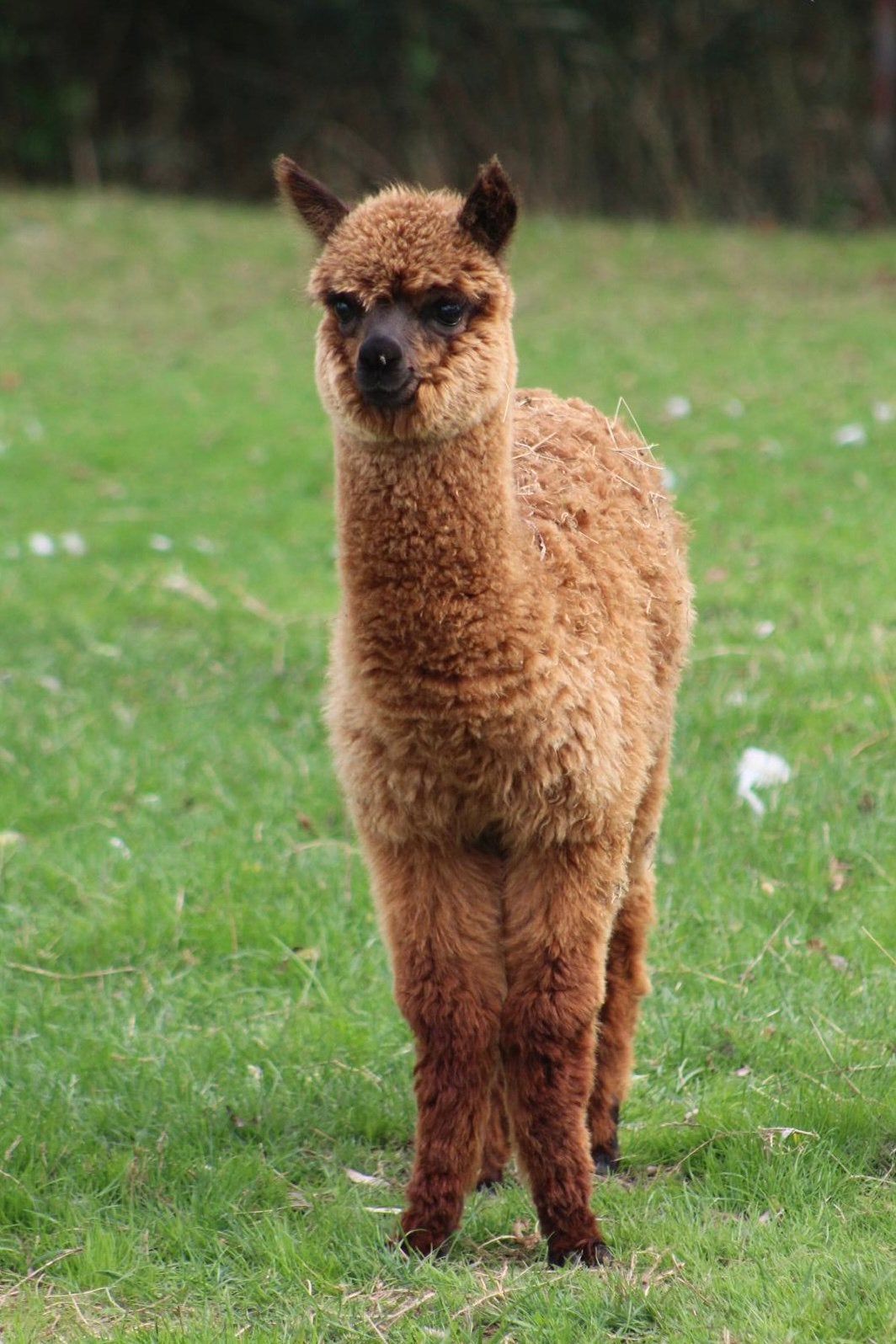 Lieve alpacahengst te koop, April, Mannelijk