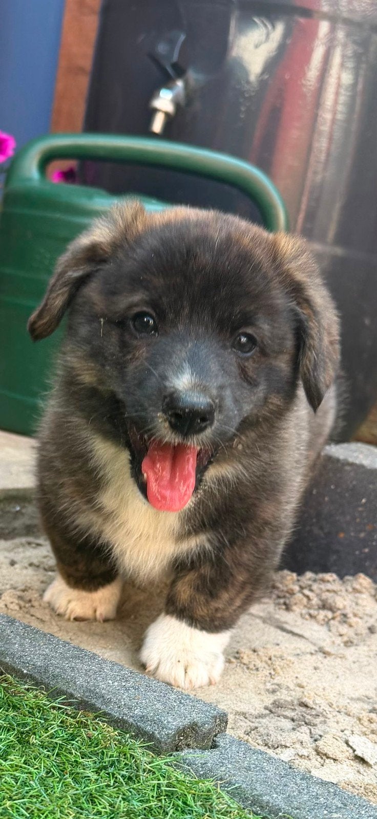 Super lieve en slimme Corgi Cardigan pup, Dieren en Toebehoren, Honden | Herdershonden en Veedrijvers, Reu, Eén hond, Herder, Nederland