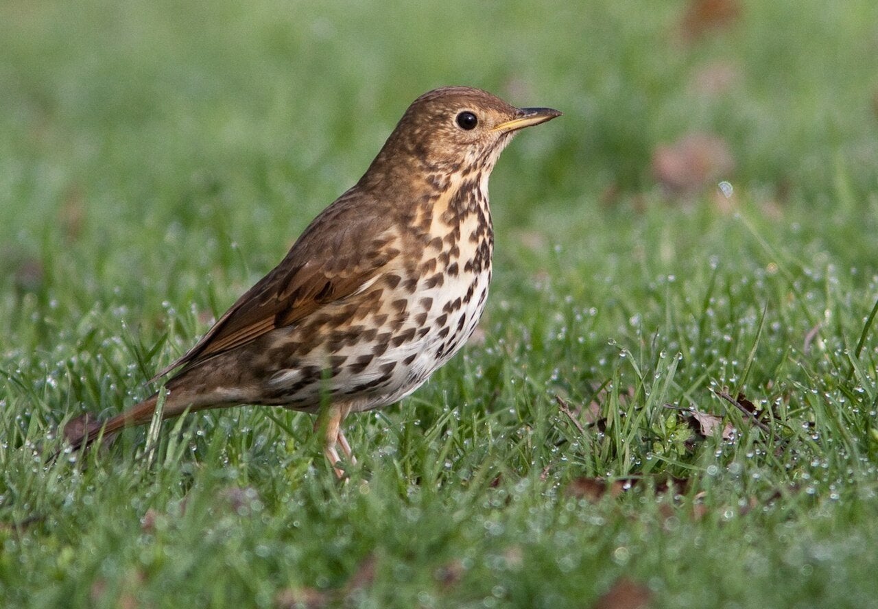 .pop gezocht dan ruilen, Dieren en Toebehoren, Vrouwelijk, Wildzangvogel, Geringd