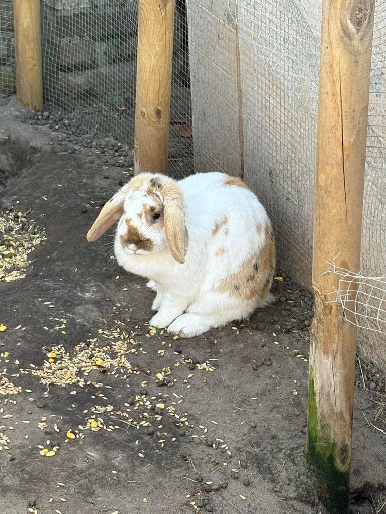 Prachtige Franse Hangoor Konijnen (voedsters), Dieren en Toebehoren, Konijnen, Vrouwelijk, Groot, Hangoor