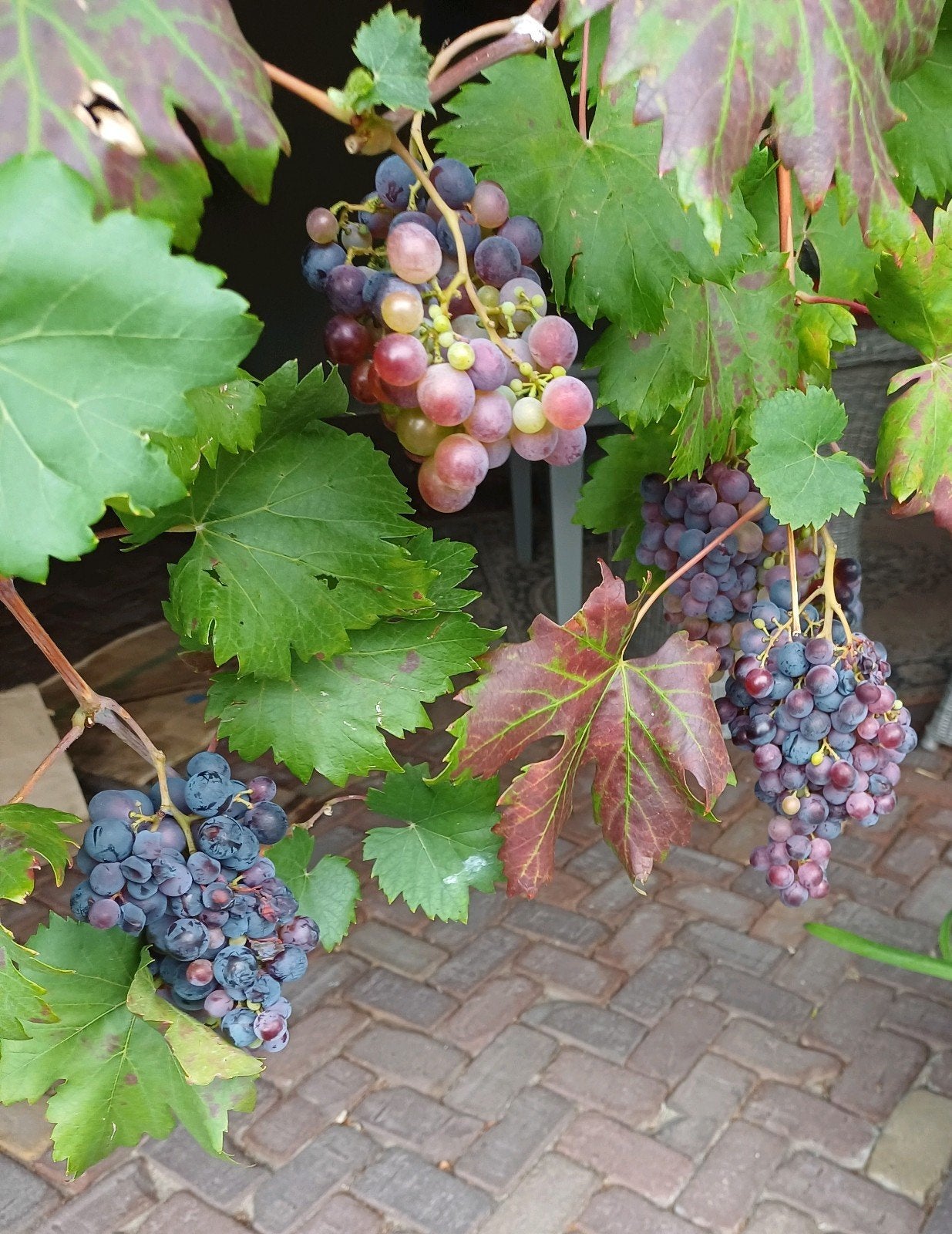 Gratis blauwe druiven - Zelf plukken, Tuin en Terras, Ophalen, Minder dan 100 cm, Overige soorten, Lente