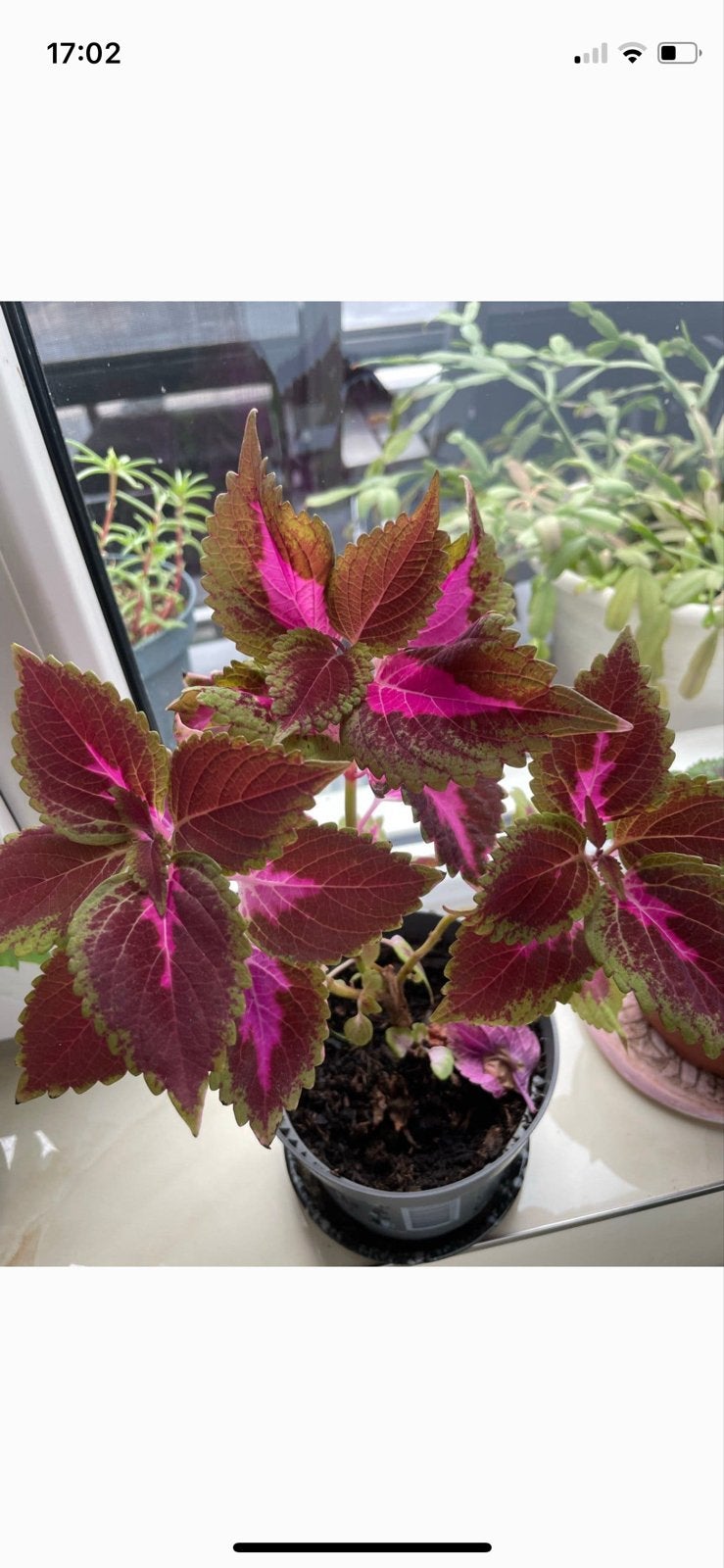 Kleurrijke Coleus plant in pot, Ophalen, Overige soorten, Halfschaduw, In pot
