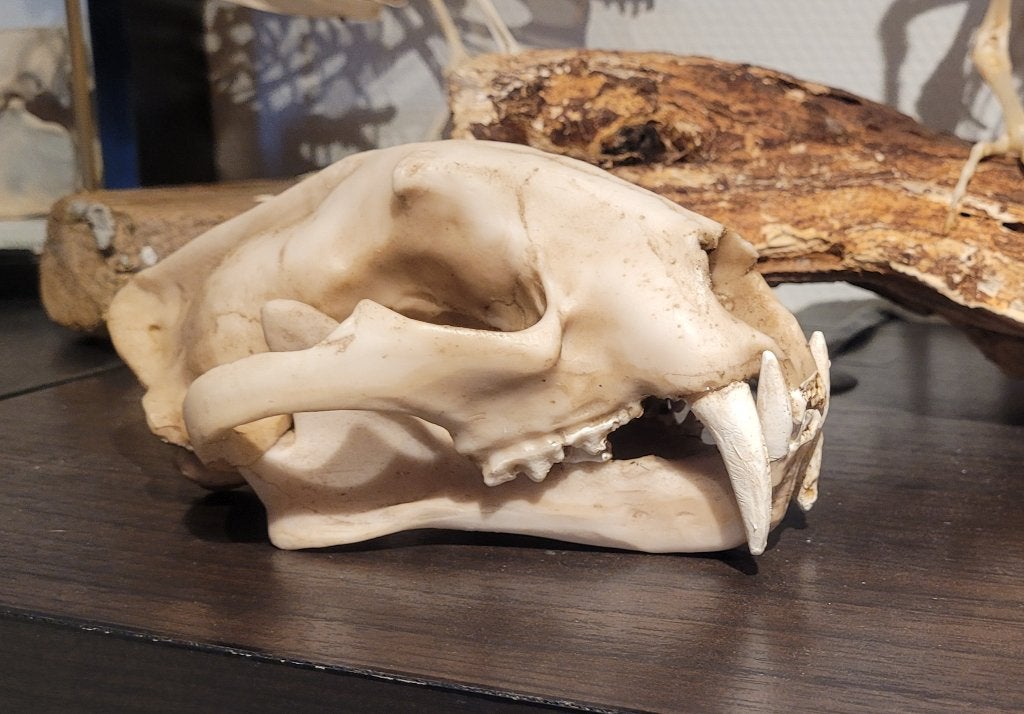 Replica schedel Sneeuwluipaard, Ophalen of Verzenden, Nieuw, Wild dier, Schedel