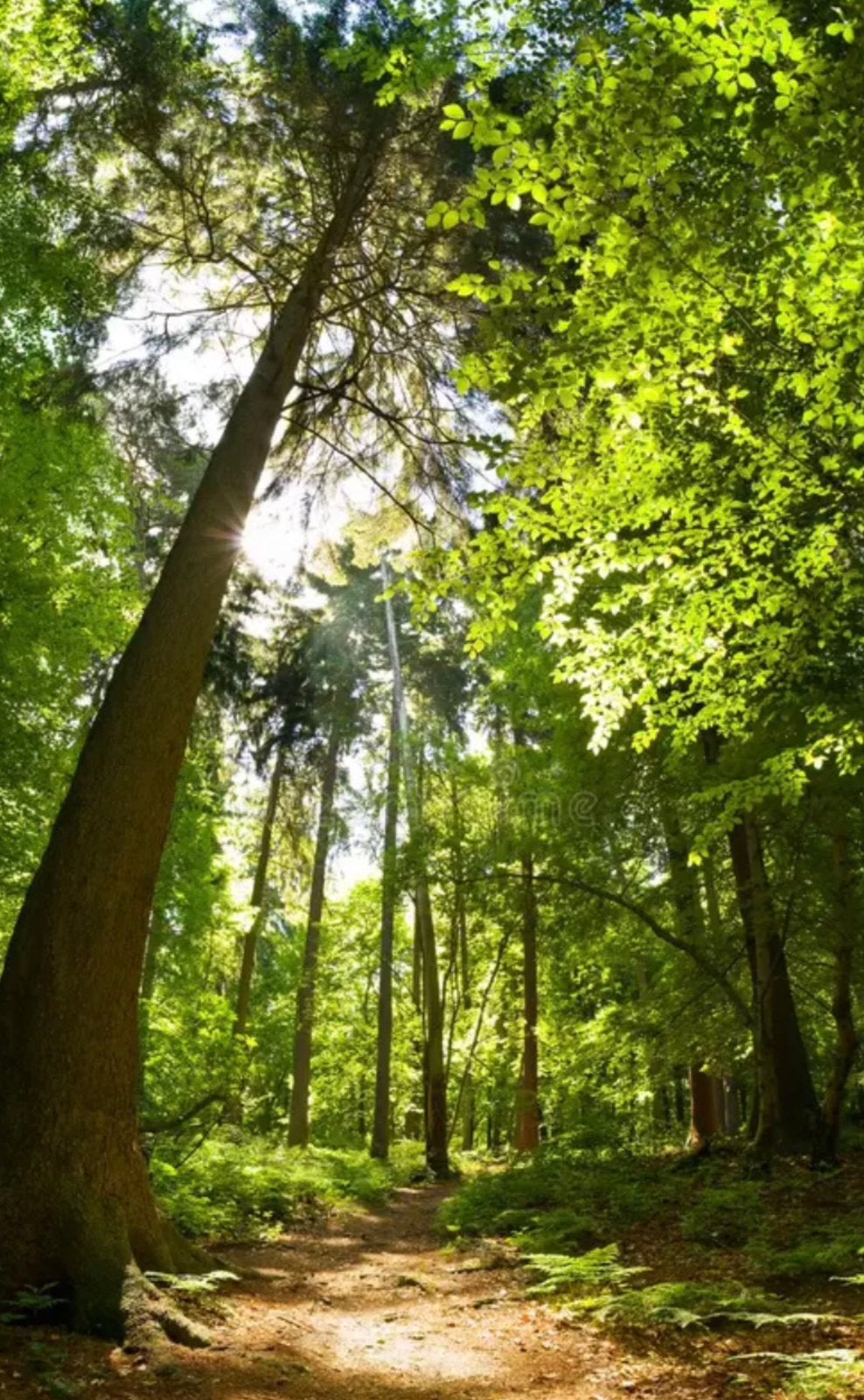 TE KOOP PERCEEL BOSGROND 10.110 M2 REGIO HELDEN ( LIMBURG ), Ophalen, Bloeit niet, Volle zon, Overige soorten