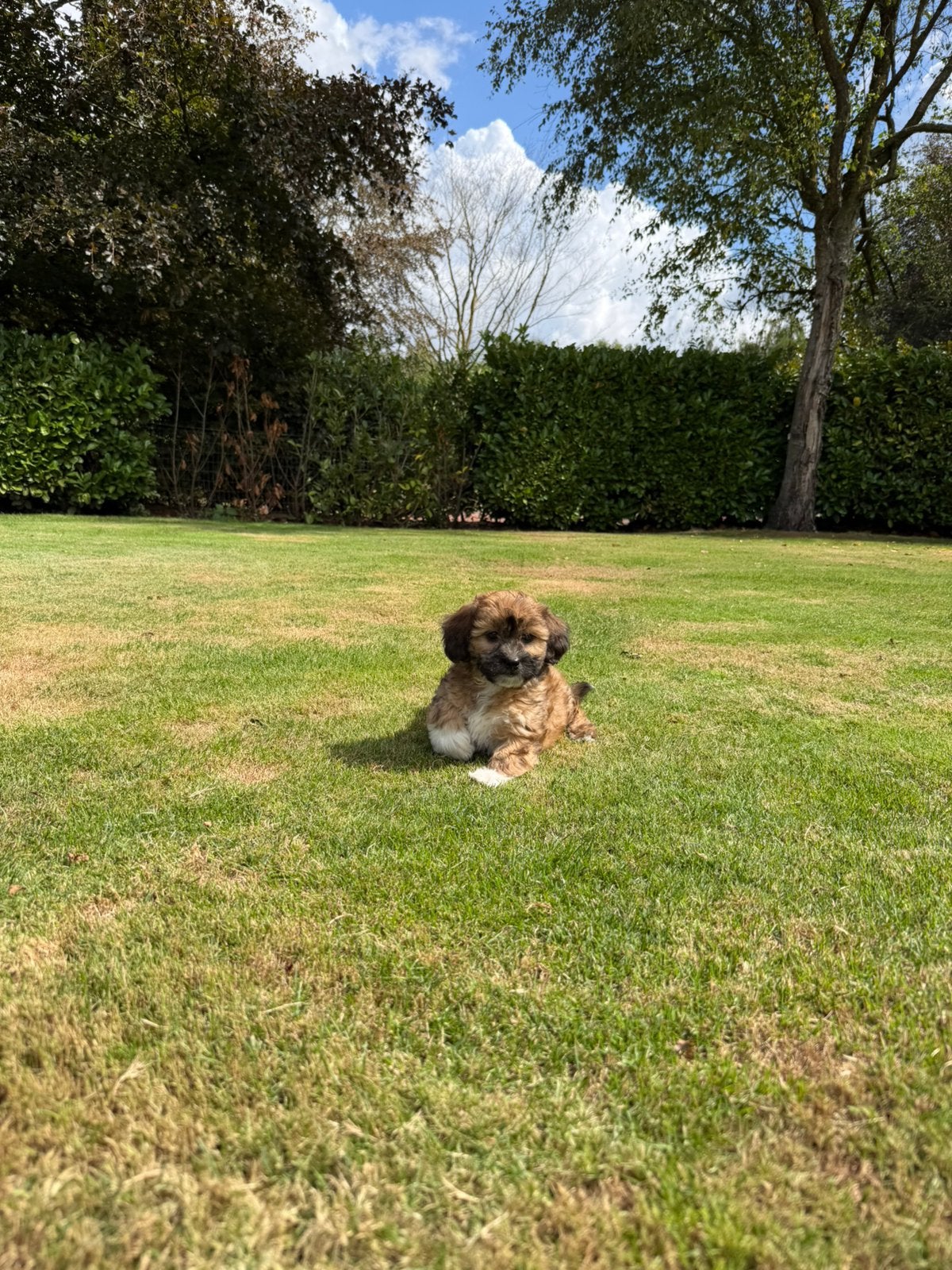 Boompoo (Boomer x Poedel) pups (reutje), Poedel, Parvo, Nederland, 8 tot 15 weken
