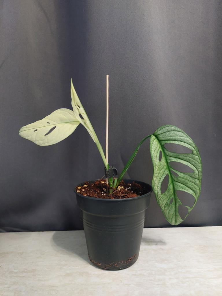 Monstera Adansonii Variegata - stek 1, Huis en Inrichting, Kamerplanten, Ophalen, In pot, Halfschaduw, Minder dan 100 cm