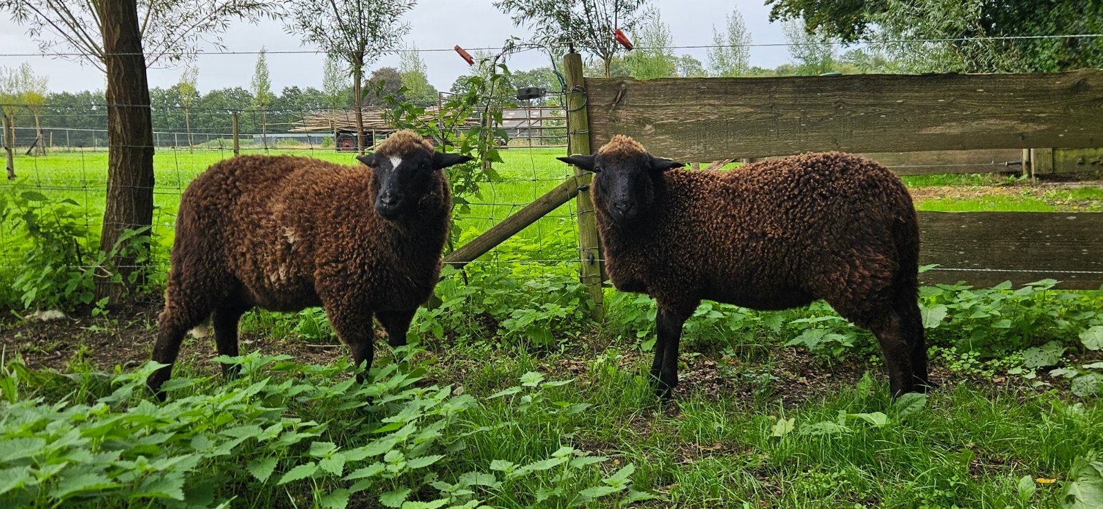 Ooilammeren, 2x Devon and Cornwall x Dorper, Dieren en Toebehoren, Vrouwelijk, Schaap, 0 tot 2 jaar