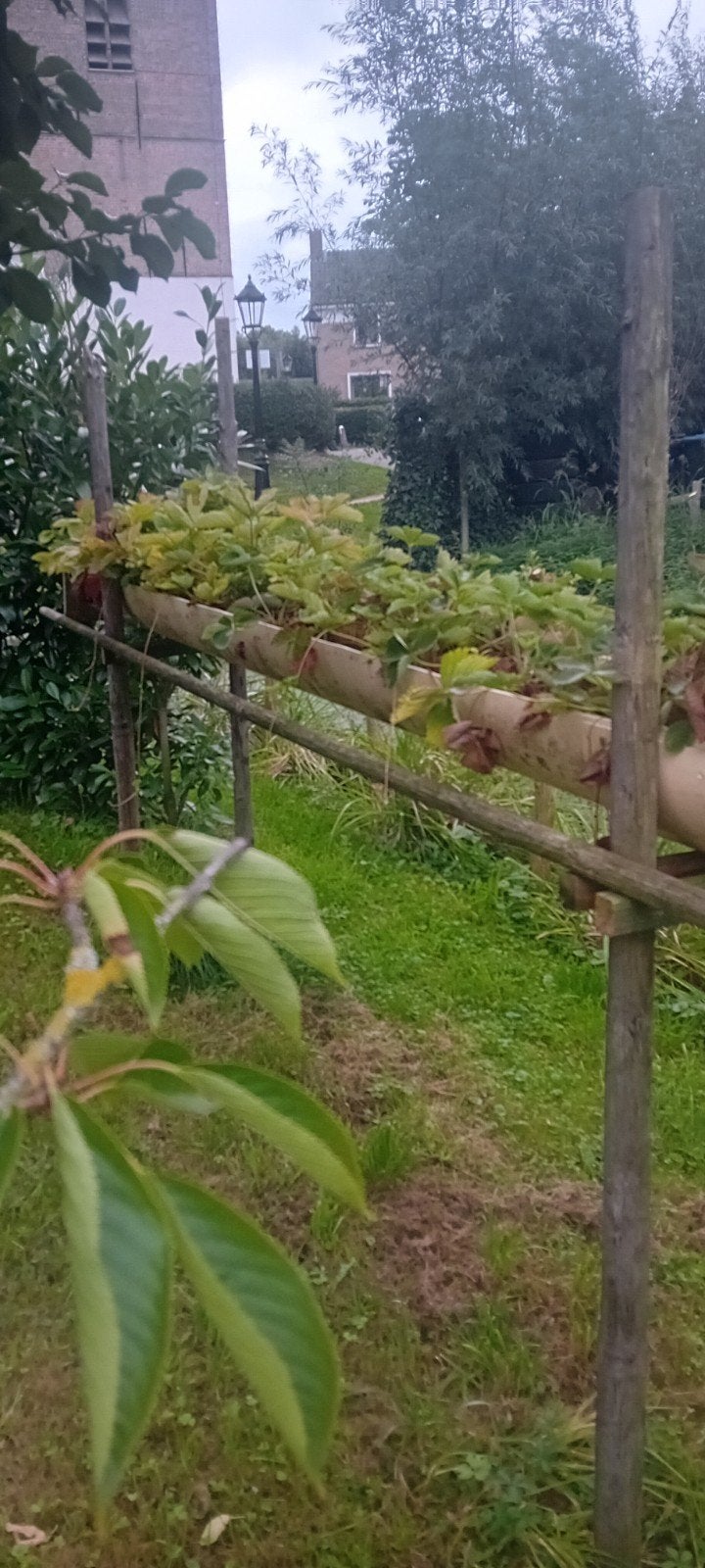 aardbeien goot met aardbeien planten, Ophalen, 100 tot 250 cm, Overige soorten, Lente