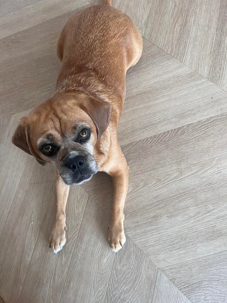 Hondenoppas gezocht, Dieren en Toebehoren, Ophalen of Verzenden