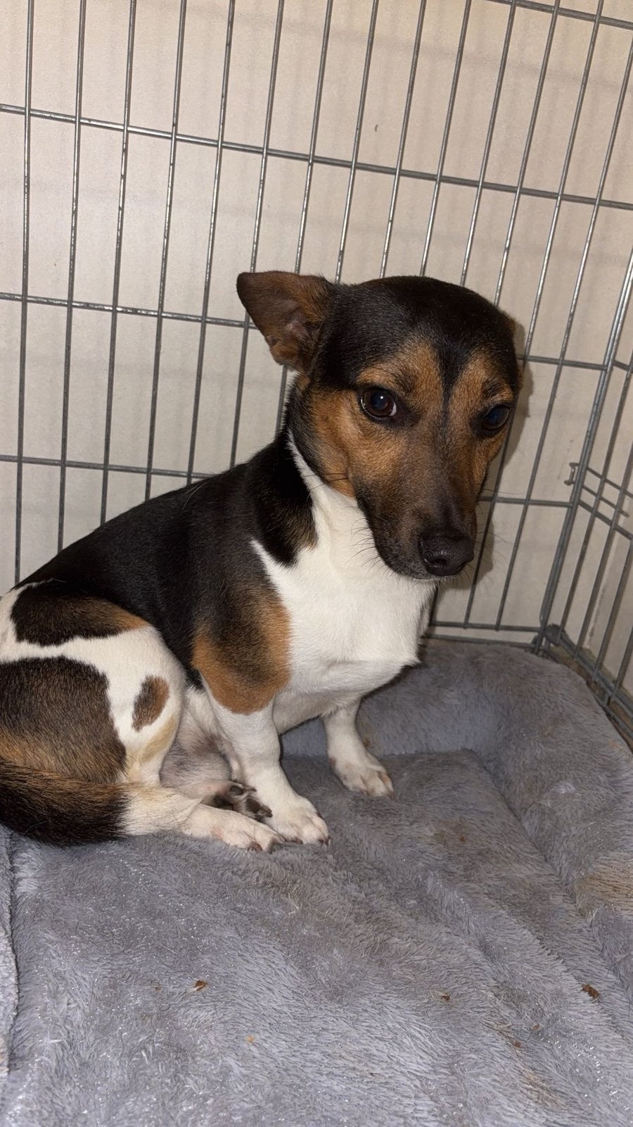 Hond, Dieren en Toebehoren, Honden | Jack Russells en Terriërs, Parvo, Jack Russell Terriër, Reu, 1 tot 2 jaar