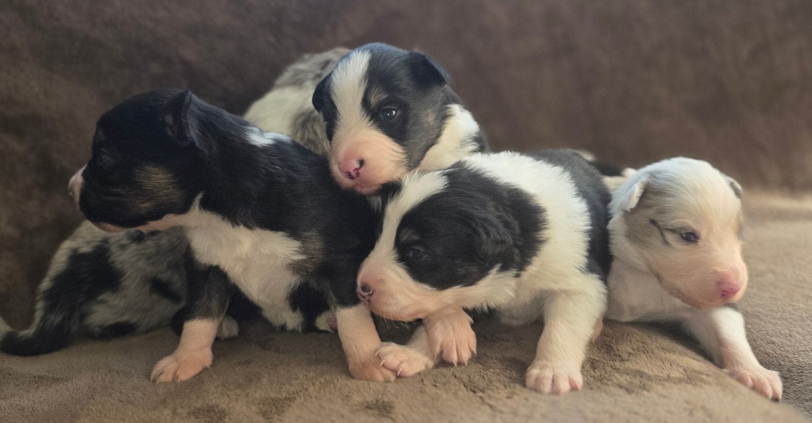 Prachtige border collie x australian sepherd pups!!, Overige rassen, 8 tot 15 weken, Meerdere dieren, Eén hond