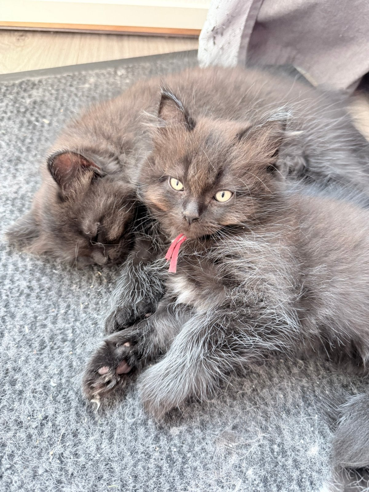 Lieve Ragdolls mogen verhuizen, Meerdere dieren, Gechipt, 0 tot 2 jaar