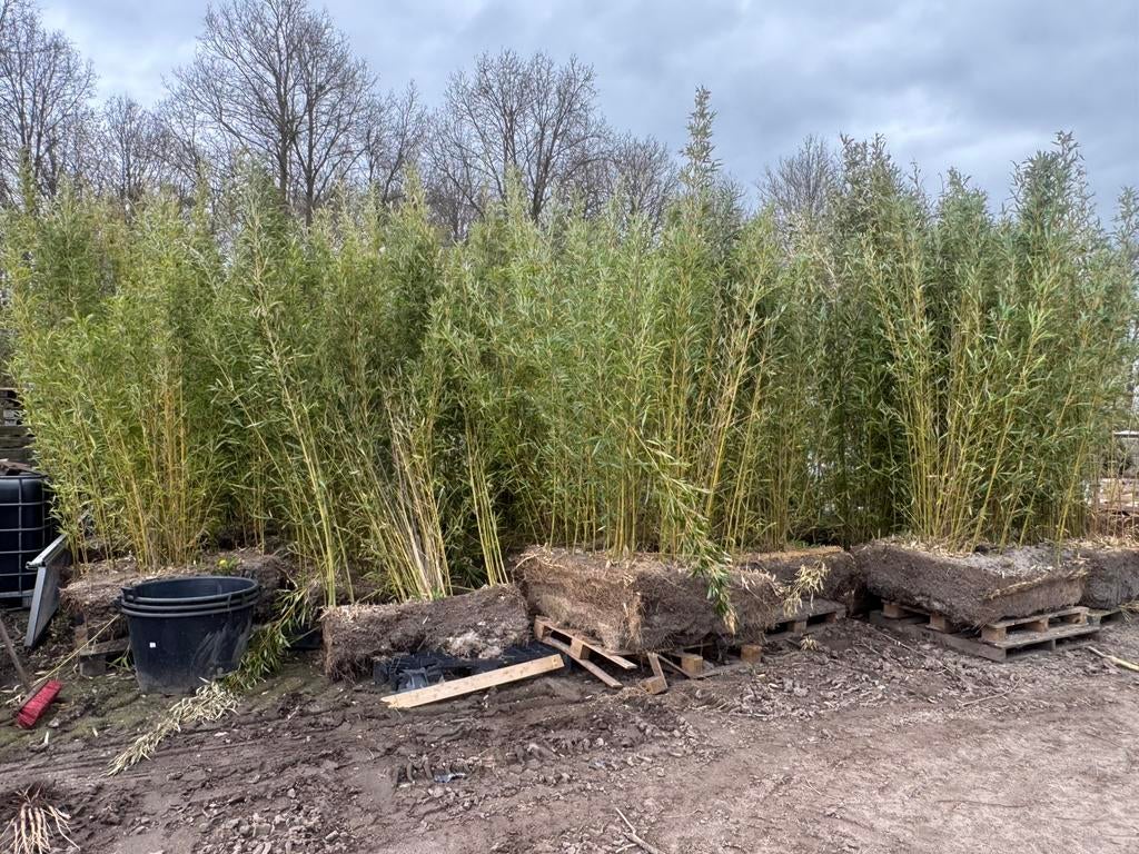 Bamboe planten tussen 2 en 4 meter hoog, Tuin en Terras, Planten | Tuinplanten, Ophalen, Bloeit niet, Siergrassen, Volle zon