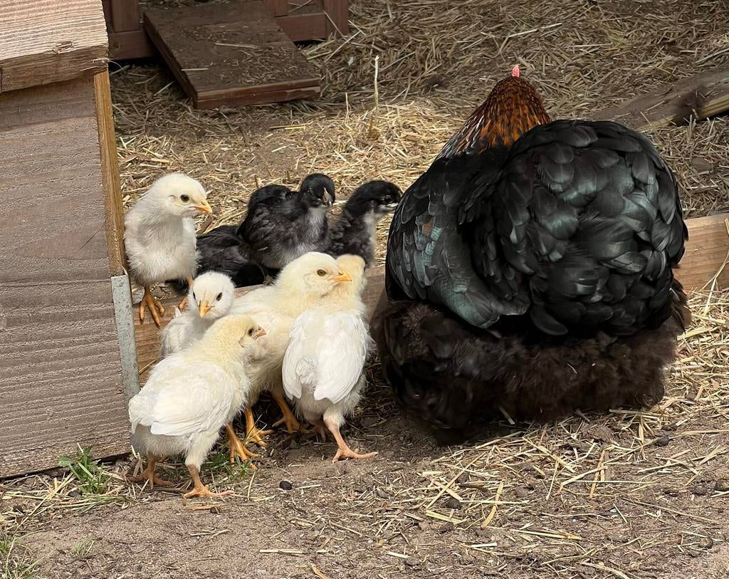 Easter egger kuikens, Meerdere dieren, Kip