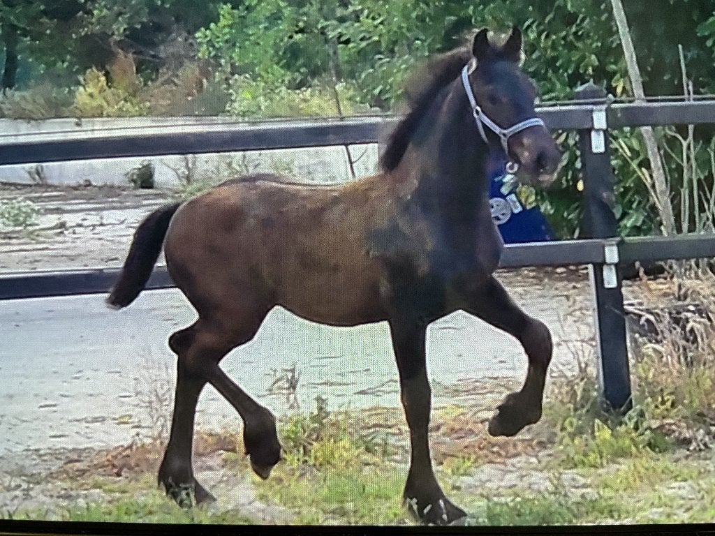 Lief Fries merrie veulen, Dieren en Toebehoren, Paarden, Merrie, Minder dan 160 cm, Met stamboom, Niet van toepassing