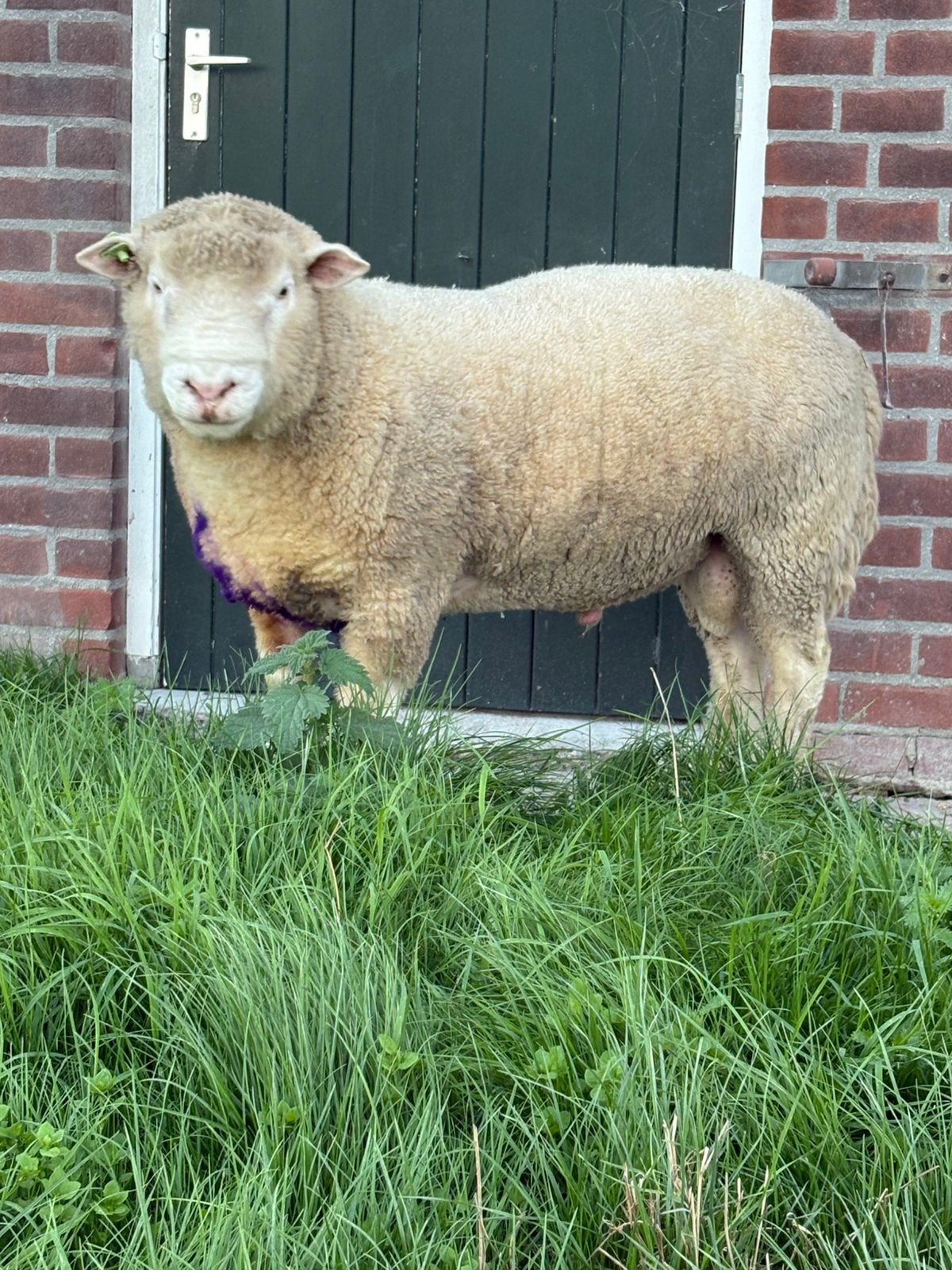 Poll dorset, Mannelijk, Schaap, 0 tot 2 jaar
