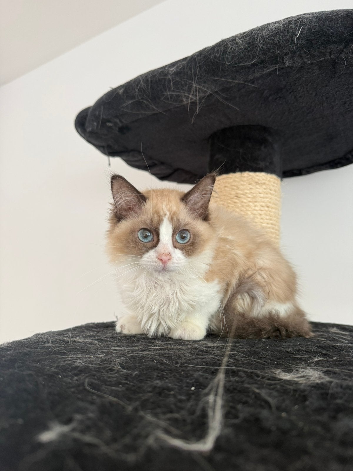 Ragdoll kittens vrouwtjes🧡, Poes