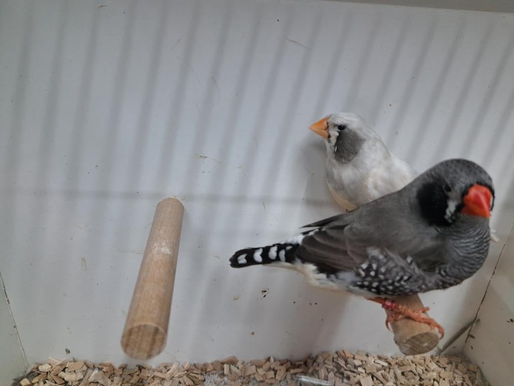 Te koop mooi getekend koppel zebravinken, Dieren en Toebehoren, Vogels | Overige Vogels, Meerdere dieren