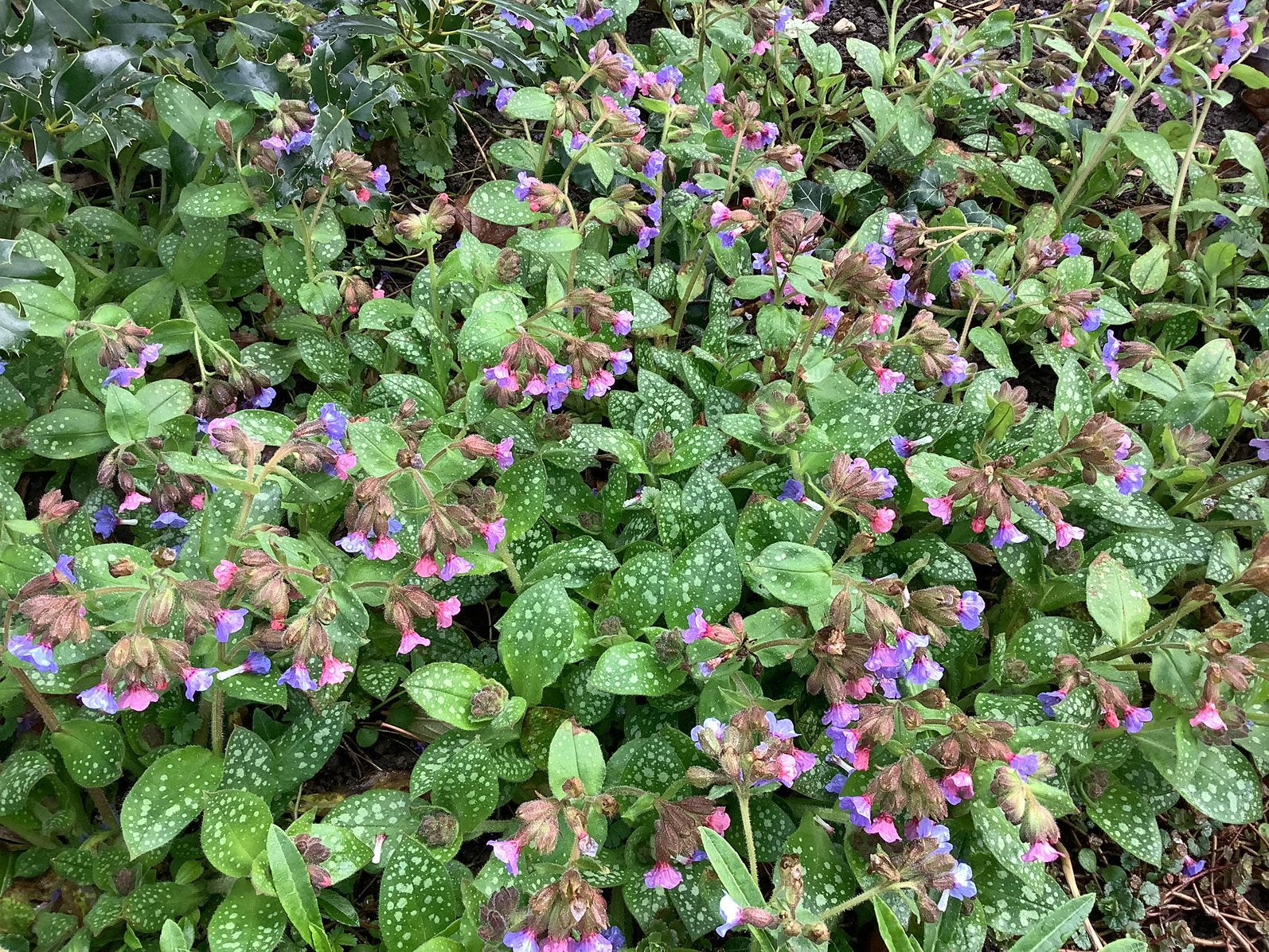 Longkruid, Tuin en Terras, Ophalen, Halfschaduw
