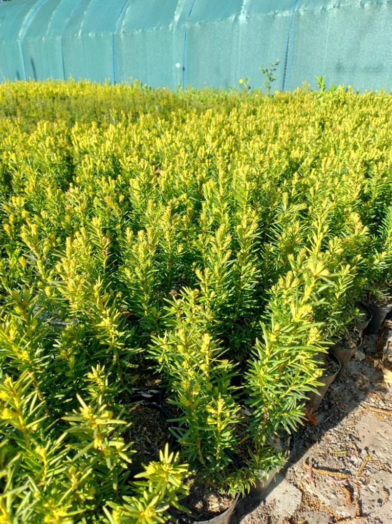 Taxus baccata en media soorten. P9 planten 25/30cm haagplant, Overige soorten, Volle zon, Vaste plant, Ophalen of Verzenden