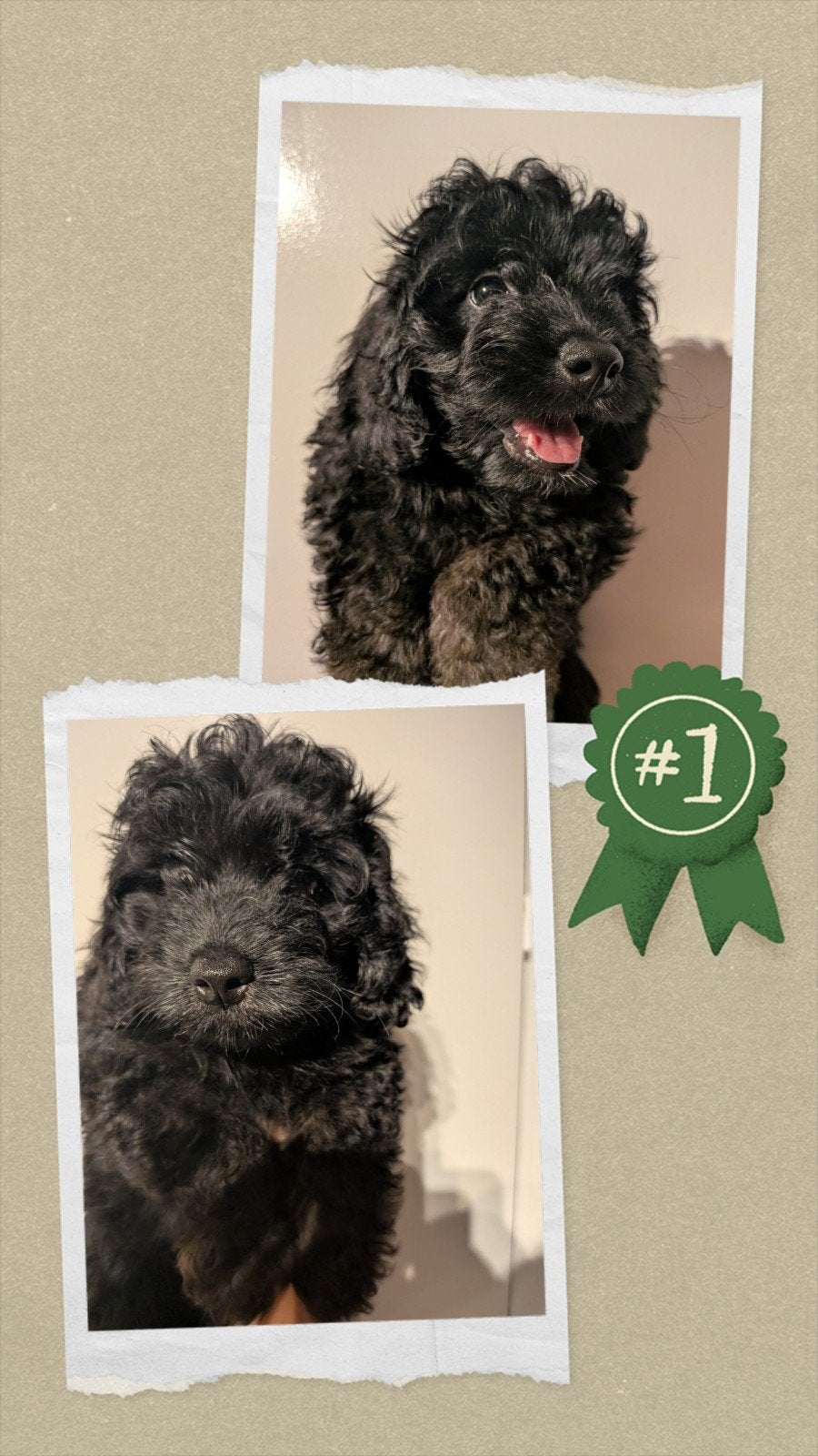 Mini Labradoodles 🐕Toy Poedel 🐕 Doodle 🐕 ouders getest !, Poedel, Parvo, 8 tot 15 weken, Meerdere