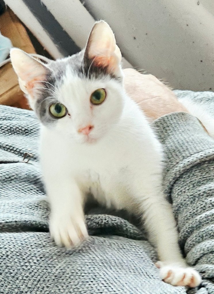 Enorm lief gezinskitten (v) gesterilis./ingeent/chip/6mnd, Poes, Kortharig, 0 tot 2 jaar