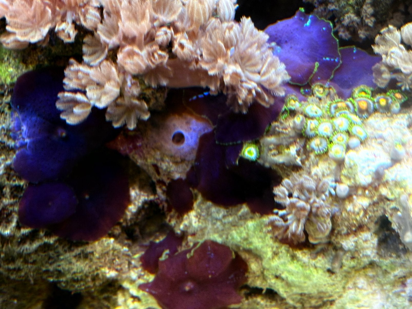 15 Discosoma + xenia + zoa’s, Overige typen, Zoutwatervis