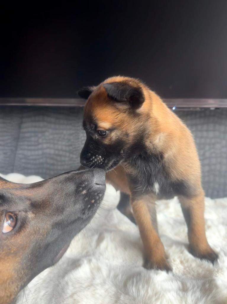 1 Prachtige (reu) mechelse herder pup, Dieren en Toebehoren, Honden | Herdershonden en Veedrijvers, Meerdere dieren, Herder, Particulier