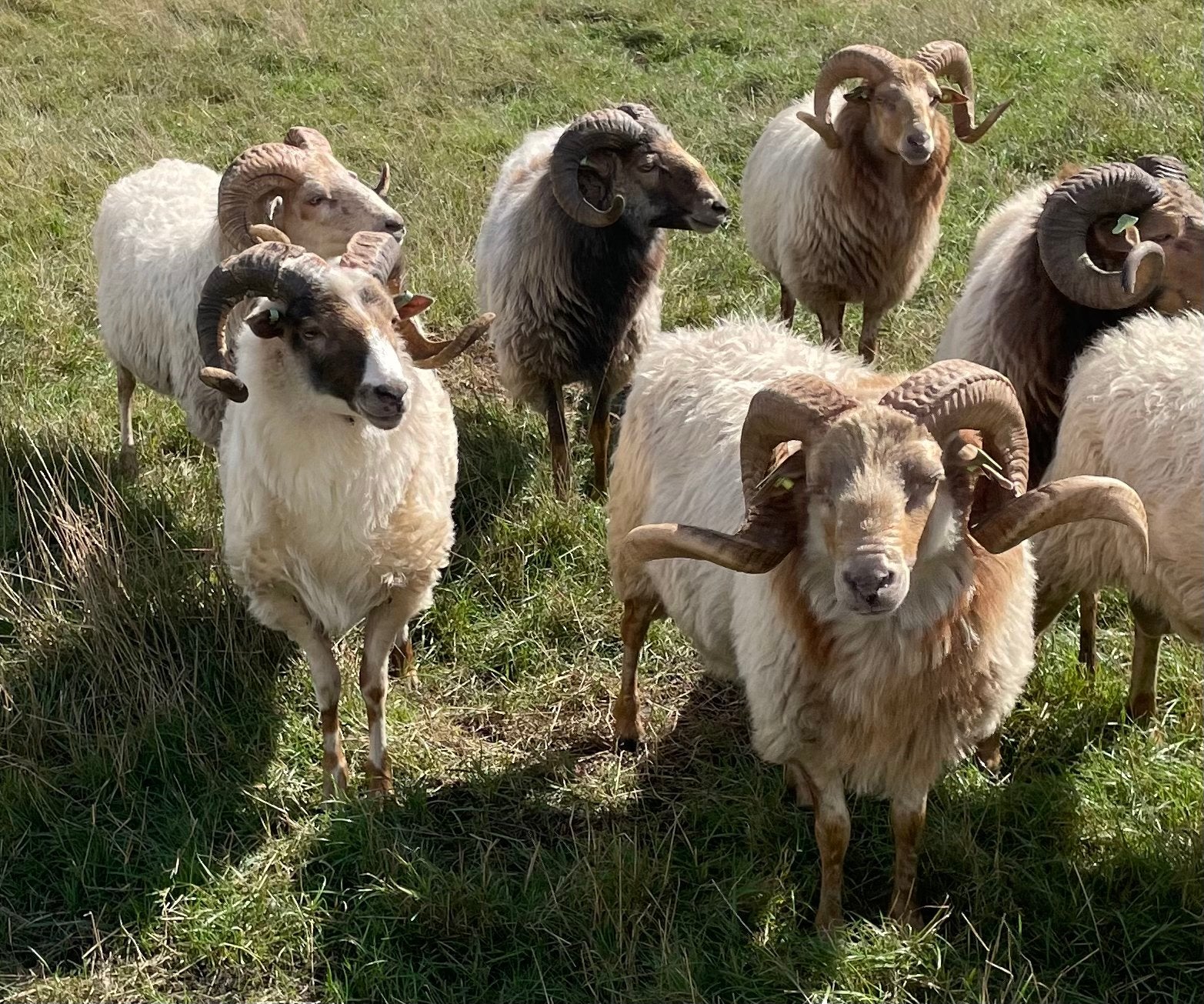 Drentse heideschapen fokrammen te Koop, Dieren en Toebehoren, Schapen, Geiten en Varkens, Mannelijk, Schaap, 0 tot 2 jaar