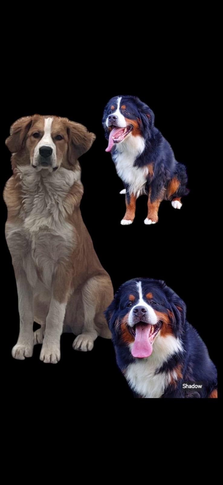 Verwacht mooie nest van Ziva&Shadow, Overige rassen, 8 tot 15 weken, Parvo, Meerdere