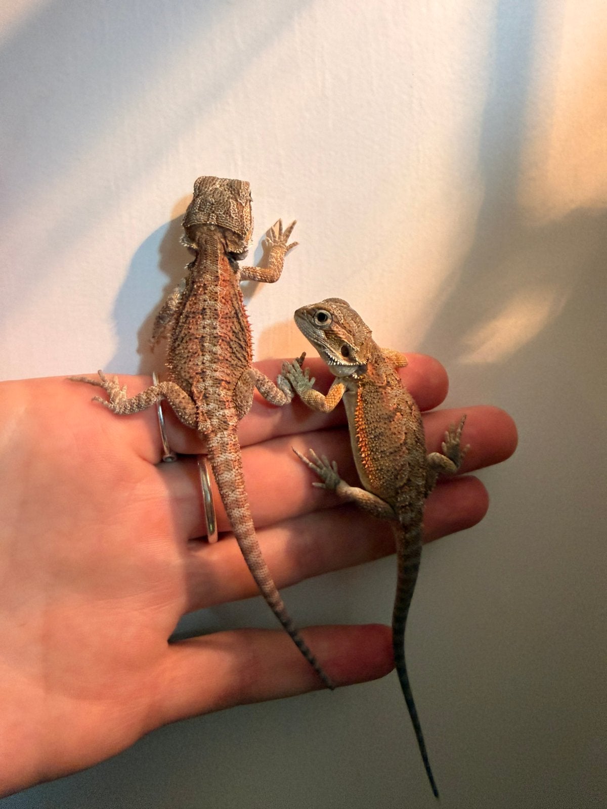 Baardagaam ( Pagona Vitticeps ) Bearded Dragon photo 9