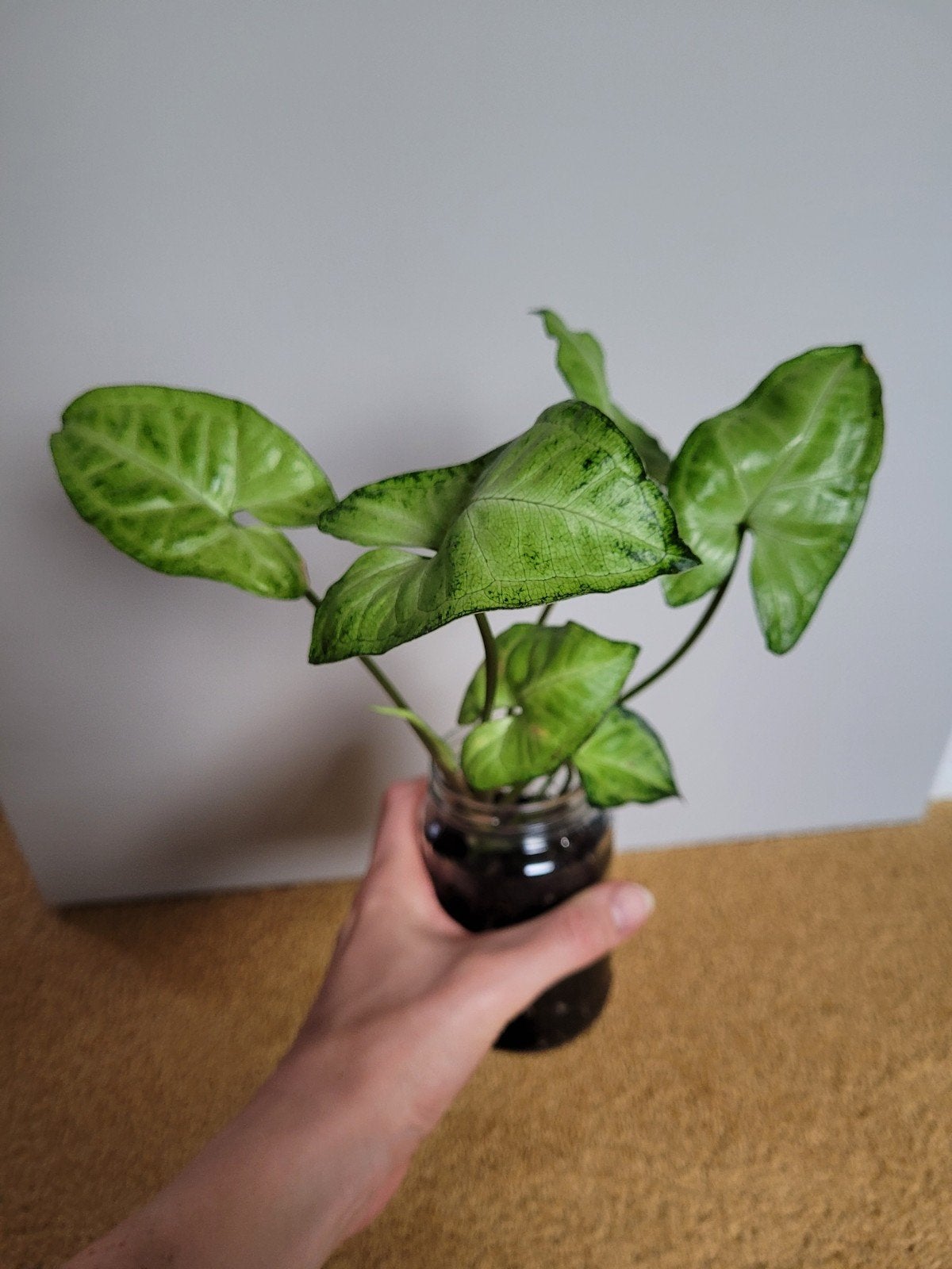 Syngonium 'White Butterfly' stekken, Huis en Inrichting, Kamerplanten, Ophalen of Verzenden, Halfschaduw, Minder dan 100 cm