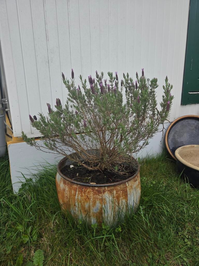 Lavendel in pot, Overige soorten, Minder dan 100 cm, Zomer, Ophalen