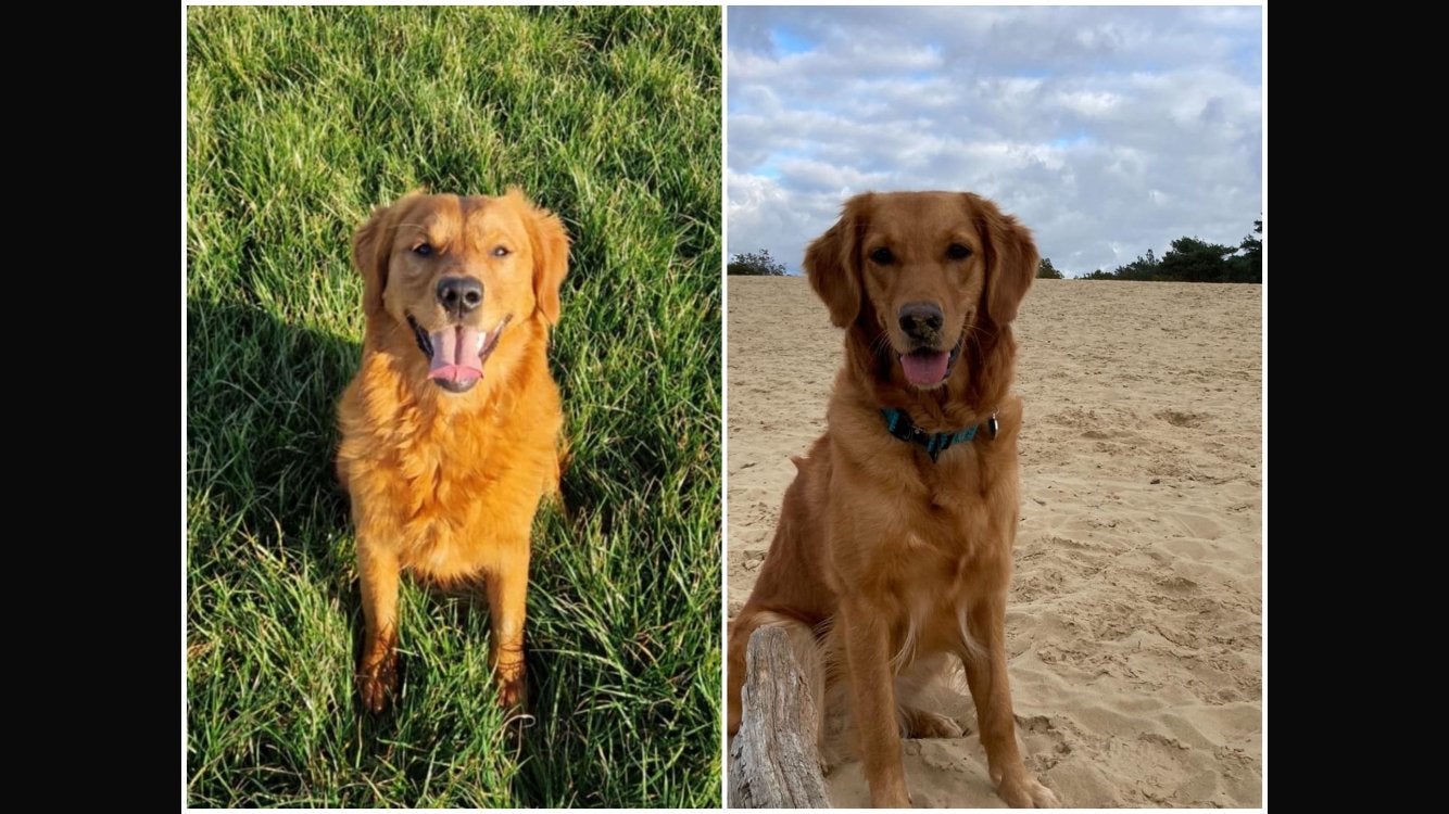 Nestaankondiging Field Golden Retriever., Golden retriever, Teef, Meerdere, CDV (hondenziekte)