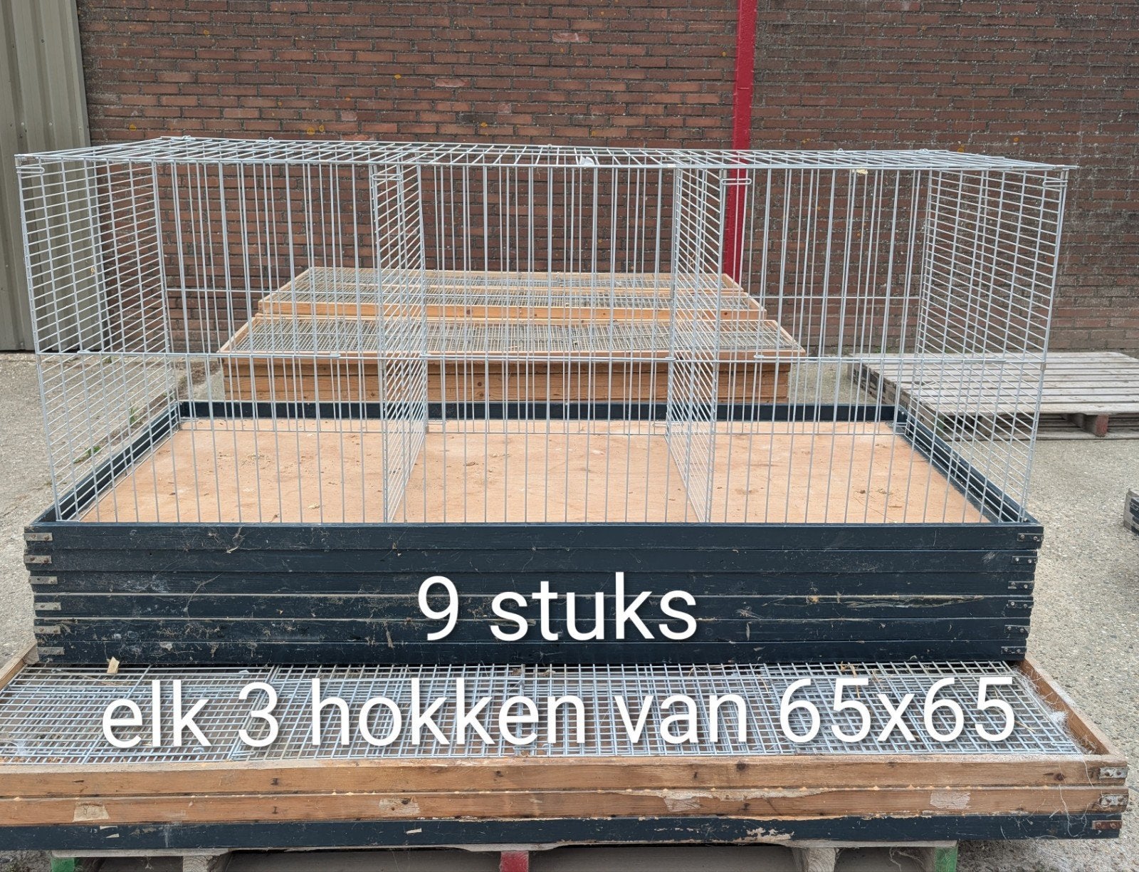 Show kooien diverse maten zie beschrijving, Meerdere dieren, Middelgroot