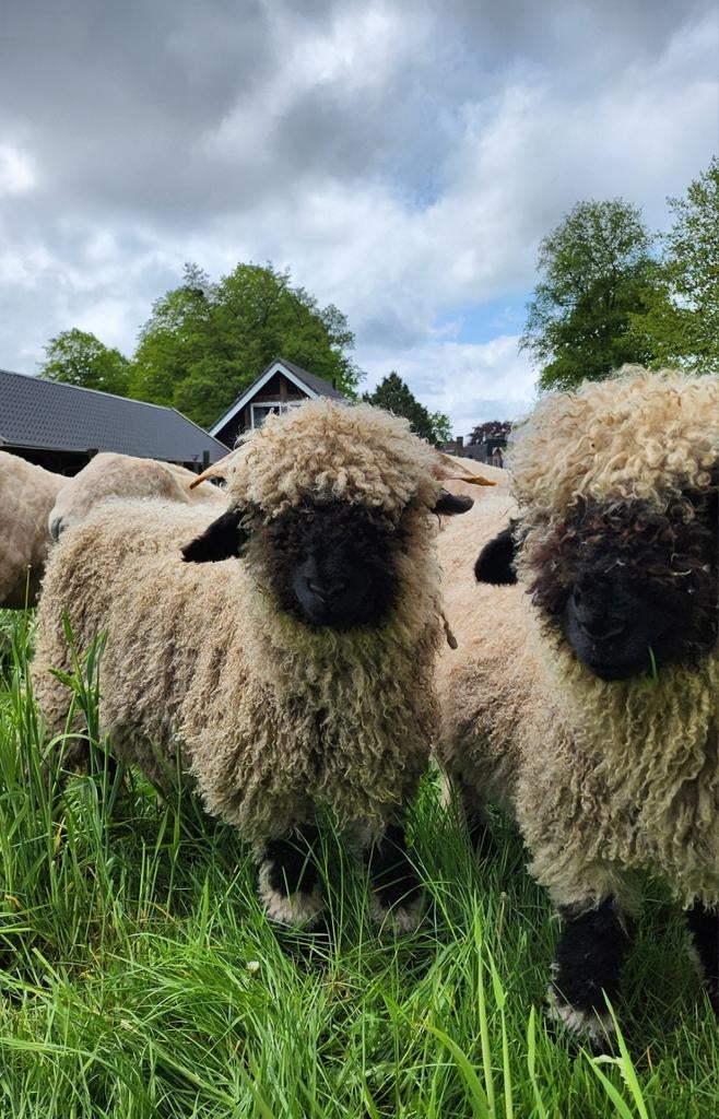 Prachtige Walliser Schwarznase lammeren, Dieren en Toebehoren, Schapen, Geiten en Varkens, Meerdere dieren, Schaap, 0 tot 2 jaar