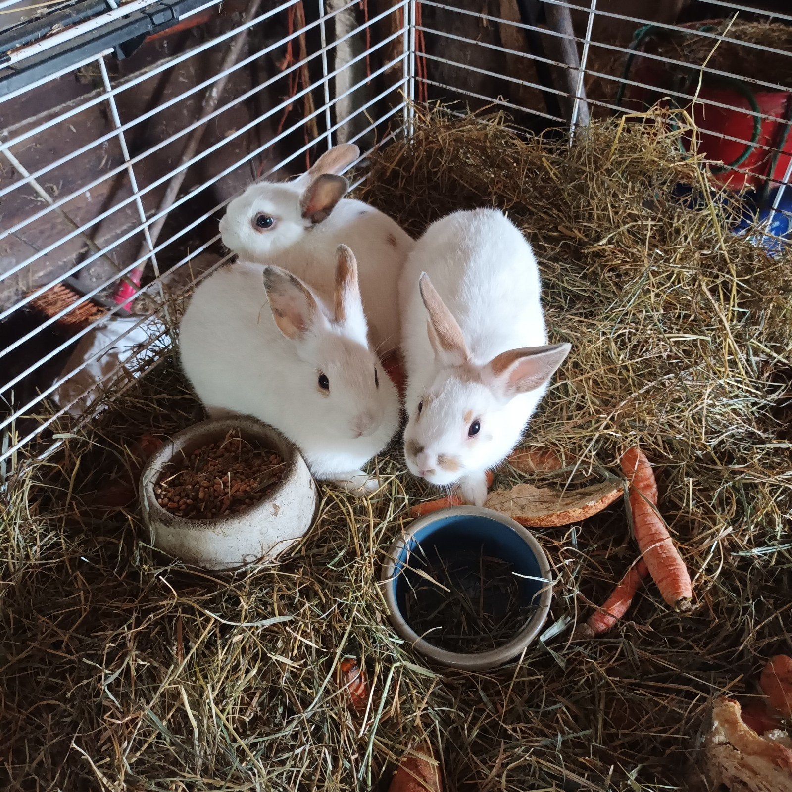 3 kleine jonge bonte konijntjes, Vrouwelijk