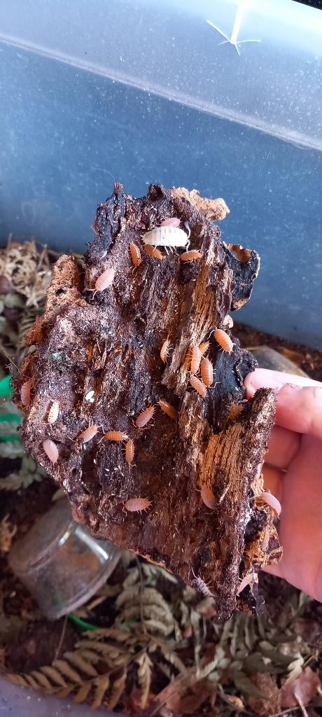 Isopods/pissebedden verschillende soorten, Dieren en Toebehoren, Reptielen en Amfibieën, Overige soorten, 0 tot 2 jaar