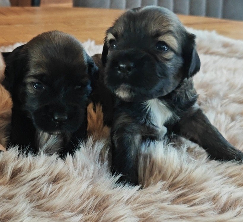 Raszuivere Tibetaanse Terriër pups, Dieren en Toebehoren, Honden | Jack Russells en Terriërs, Overige rassen, 8 tot 15 weken, Meerdere