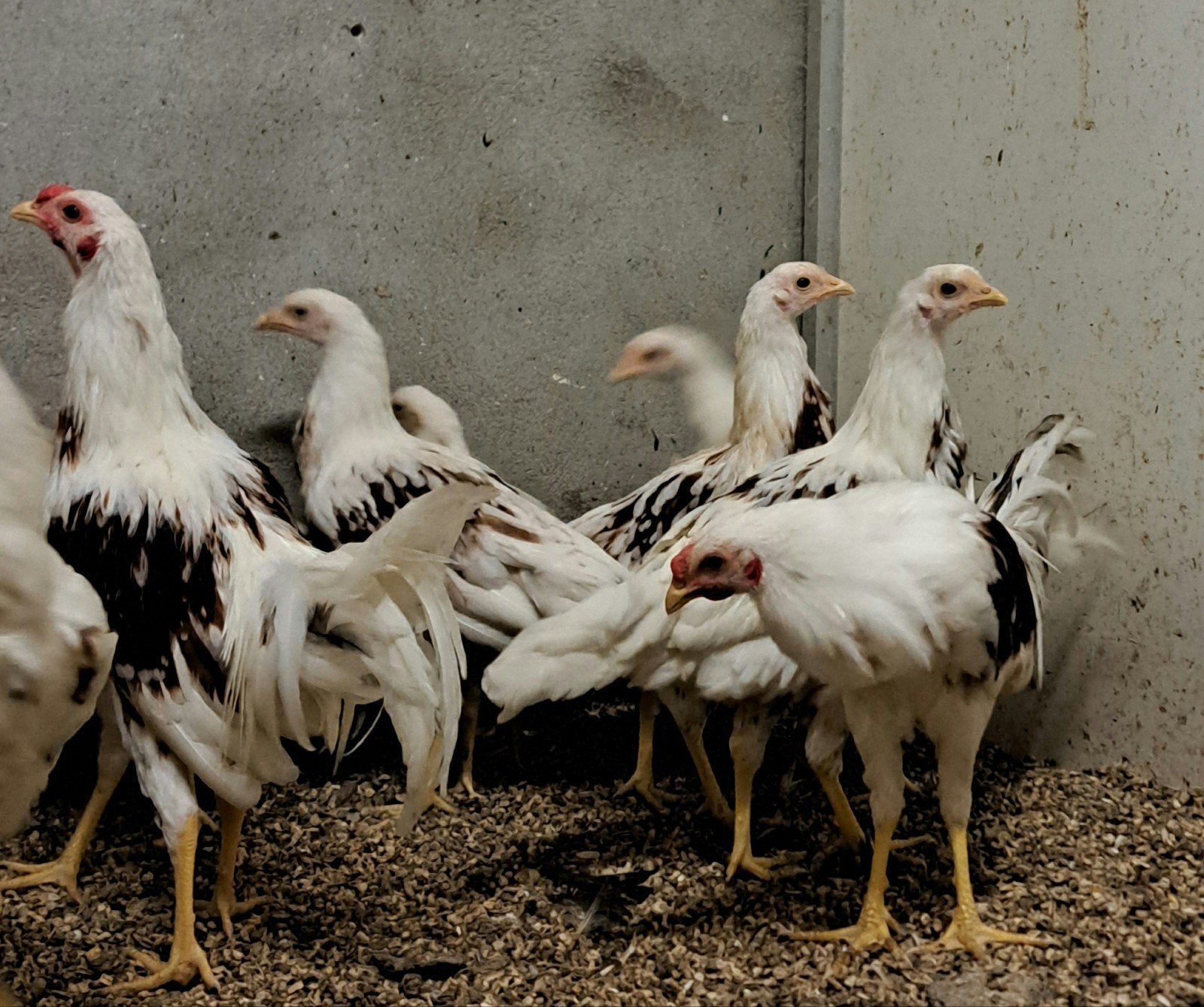 yokohama kippen, Dieren en Toebehoren, Pluimvee, Meerdere dieren, Kip