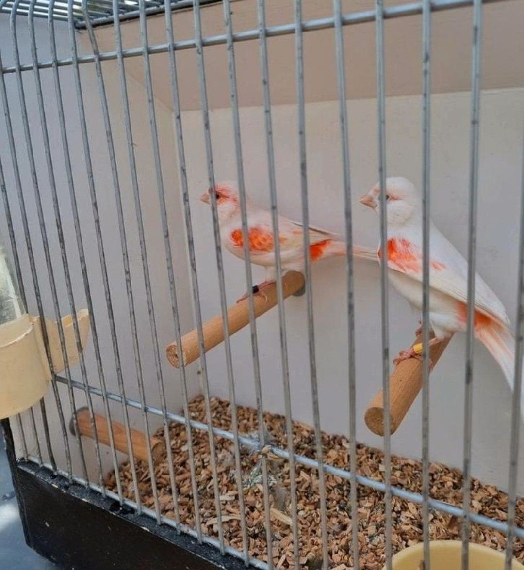 rood mozaiek kanaries, Dieren en Toebehoren, Meerdere dieren, Kleurkanarie