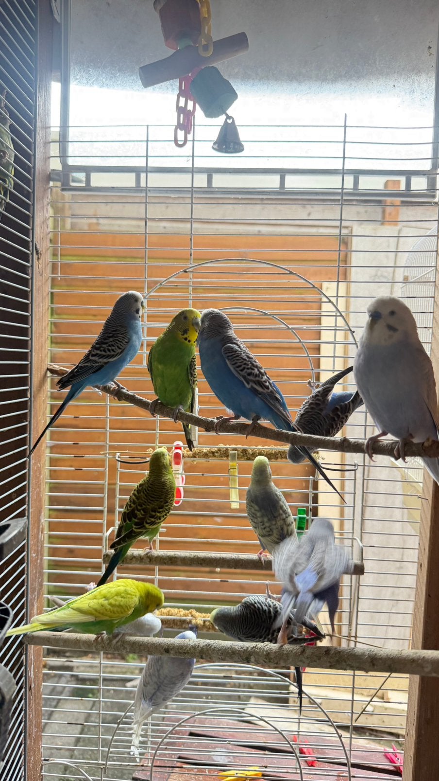 Parkieten, Dieren en Toebehoren, Vogels | Parkieten en Papegaaien, Meerdere dieren, Parkiet