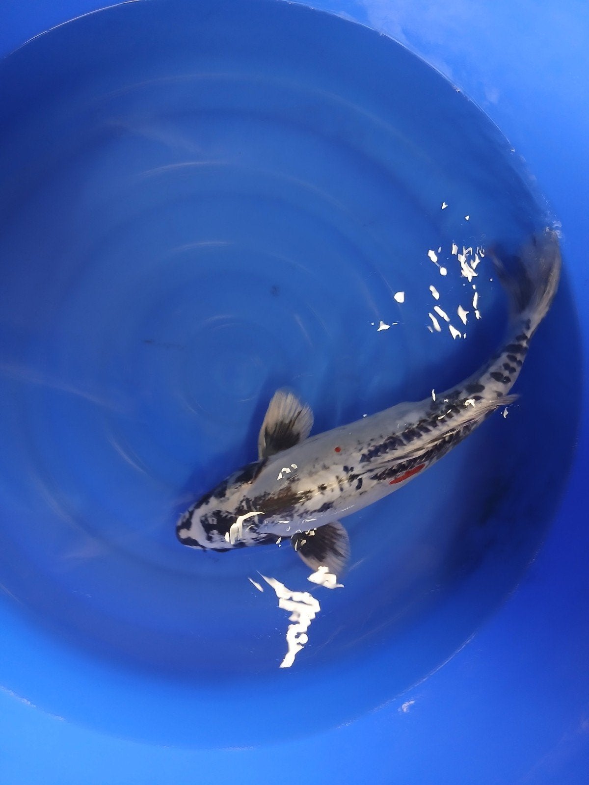 Mooie doitsu koi 60 cm, Karper of Koi