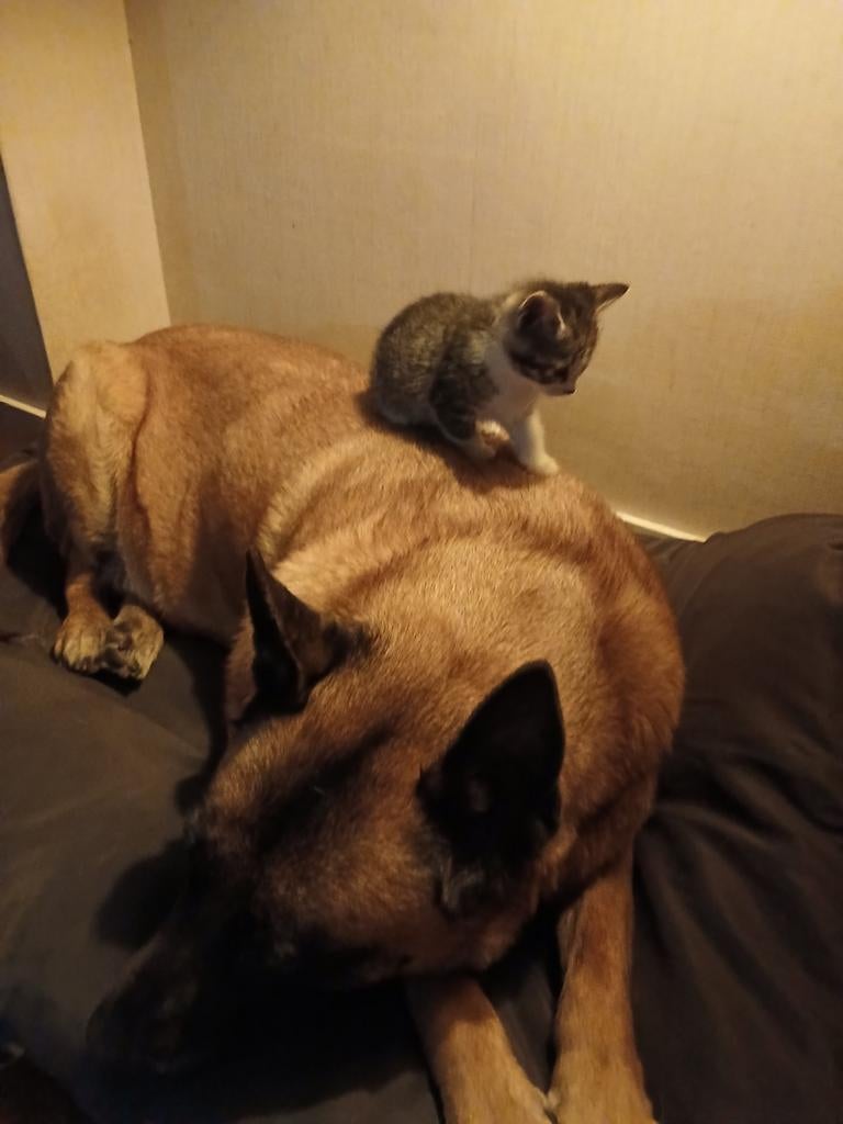 Kittens te koop!
