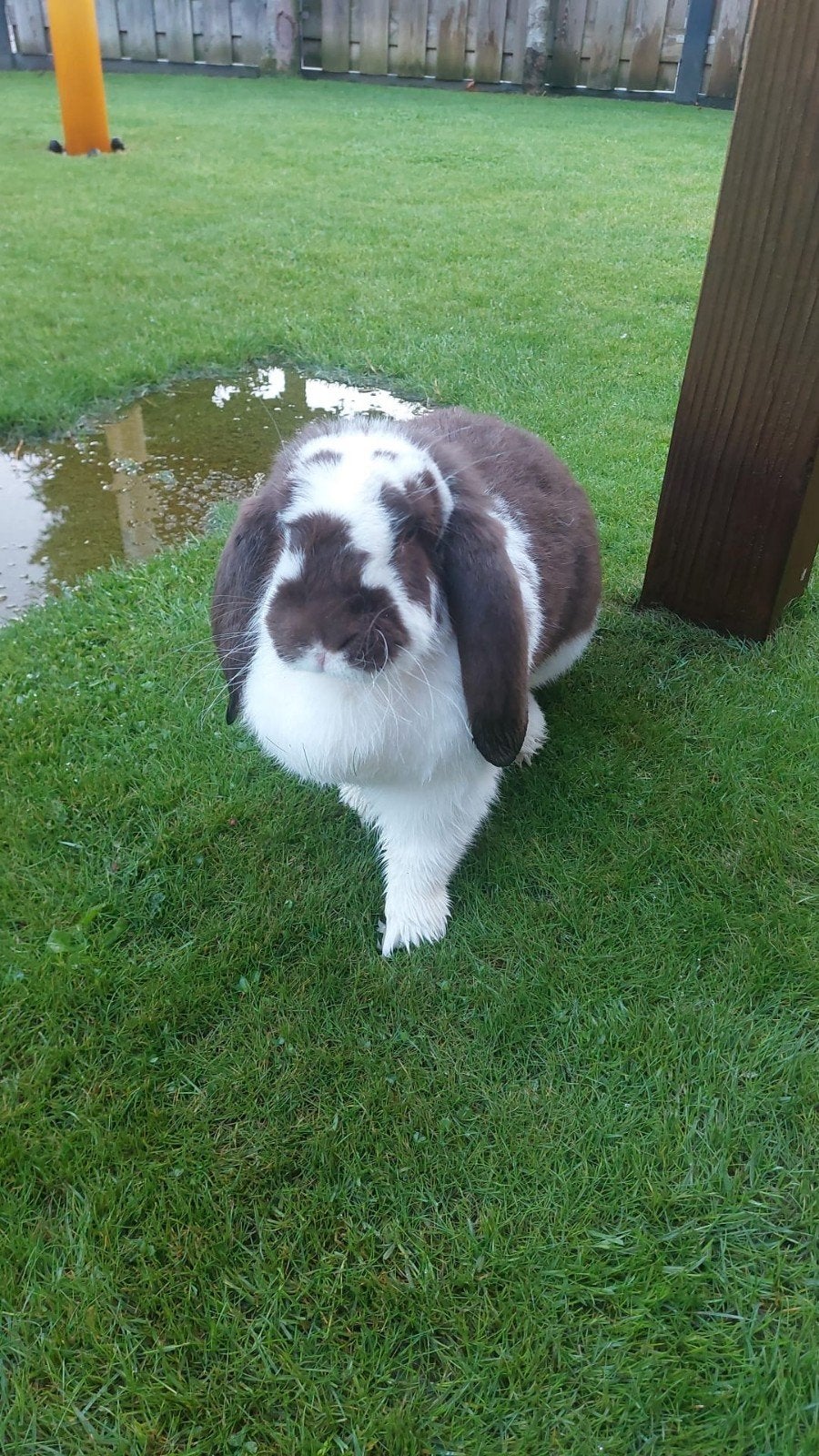 Franse Hangoor, Vrouwelijk, Groot, Hangoor